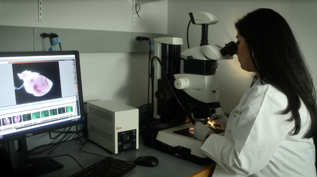 Female scientist looking into a microscope.